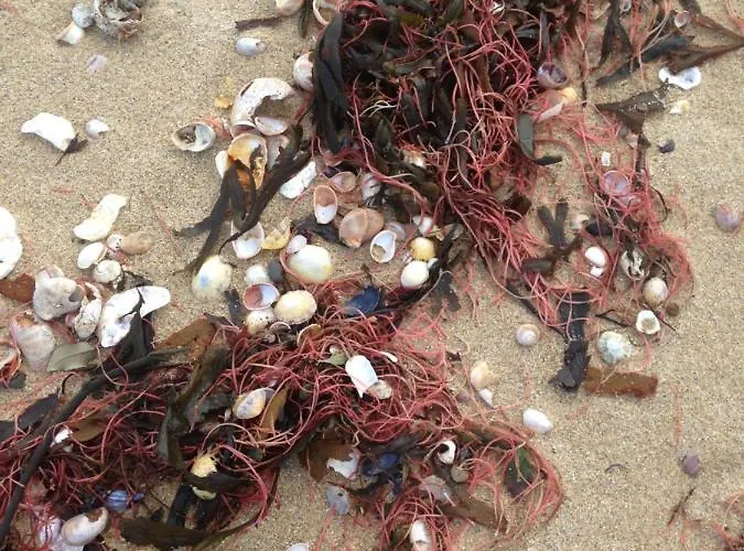 Les Agapanthes Hébergement de vacances
